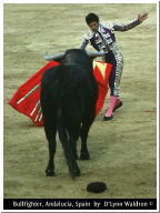 bullfighter2.jpg