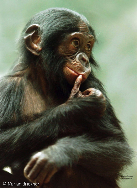 baby bonobo sweetist p#5af.jpg