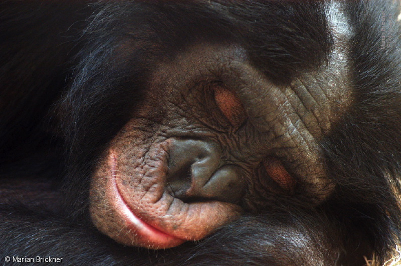 sleeping bonobo to send.jpg