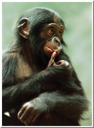 Baby bonobo sweetist picture copy.jpg