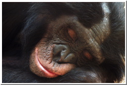 sleeping bonobo to send.jpg